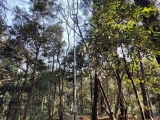 點(diǎn)將科技助力午潮山國家森林公園碳匯智能監(jiān)測